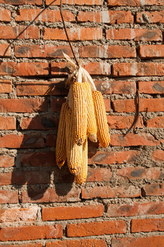 墙挂玉米