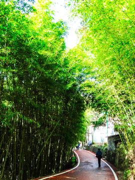竹海步行道
