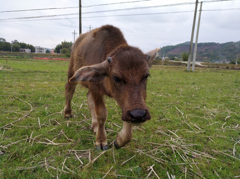 牛