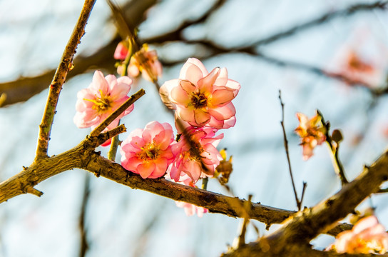 梅花