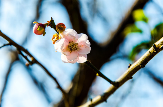 梅花