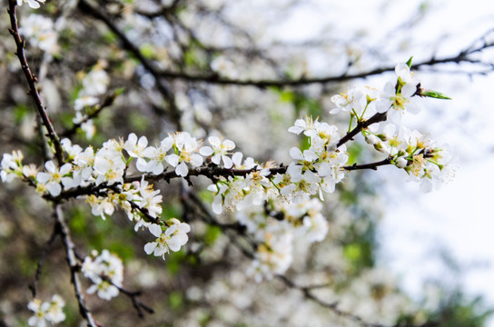 李子花