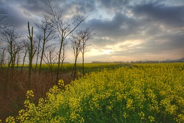 油菜花