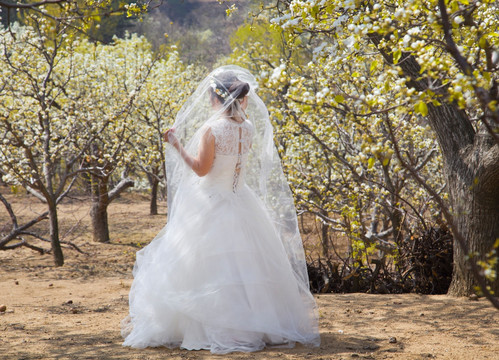 梨树下的新娘
