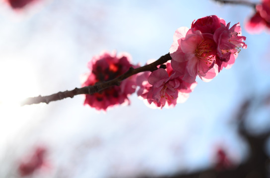 阳光海棠花