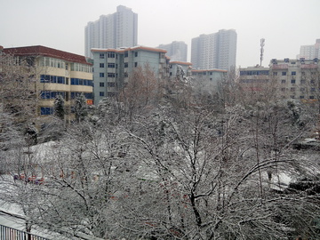 雪景 倒春寒 雪中树