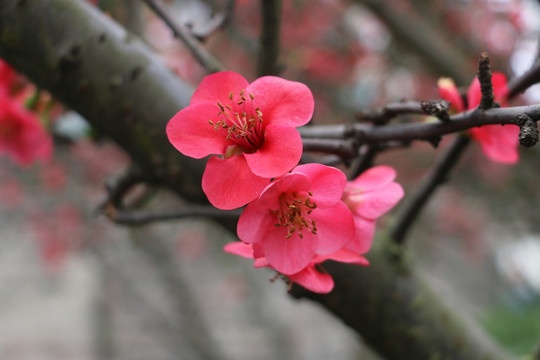 海棠花 梅花