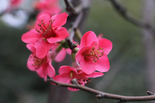 海棠花 梅花