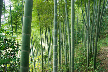 楠竹林