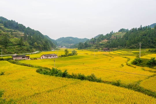 金堡秀地稻田