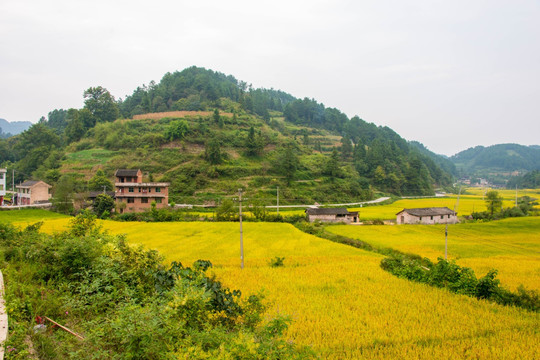 秀地稻田