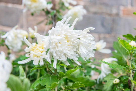 秋天菊花