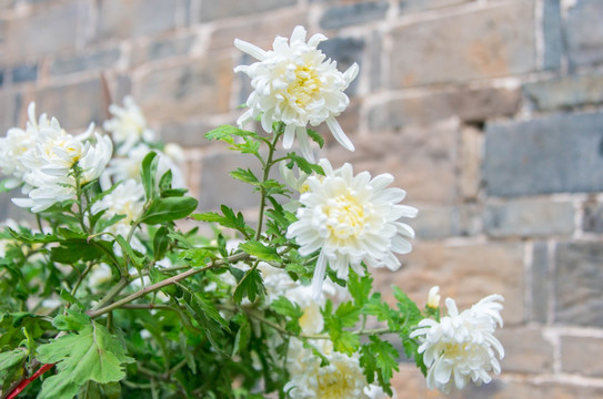 秋菊