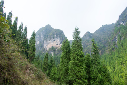 龙鳌河悬崖植被