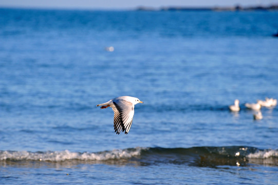 飞翔在海面的海鸥