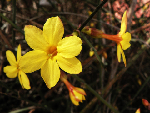 迎春花开