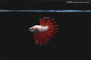 斗鱼