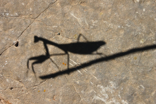 螳螂影子
