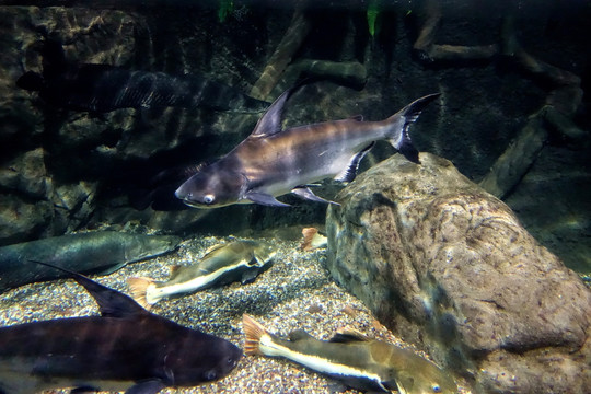 海洋馆 海洋生物