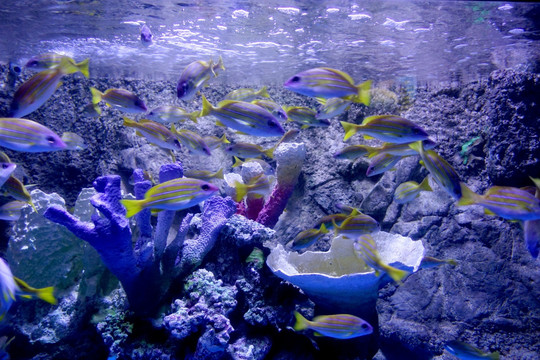 海洋馆 海洋生物