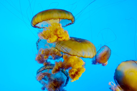 海洋生物 海刺