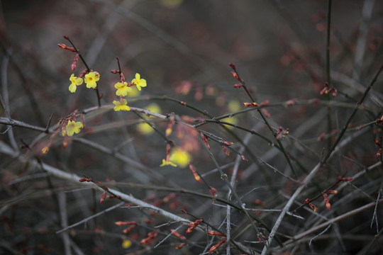 迎春花