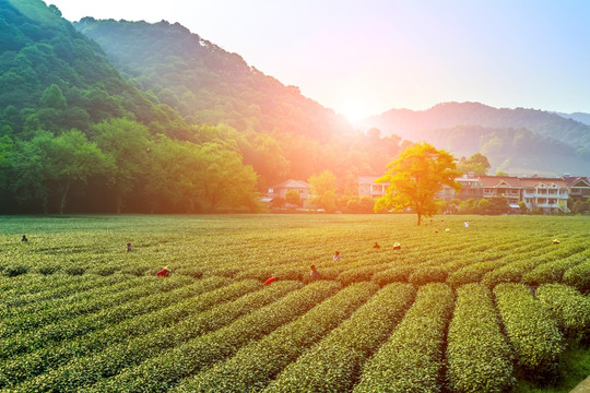 杭州梅家坞茶园