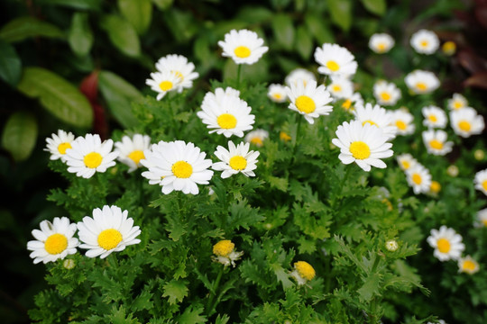 花草 白色菊花