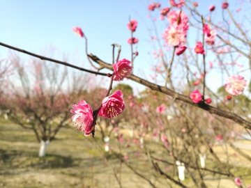 腊梅花