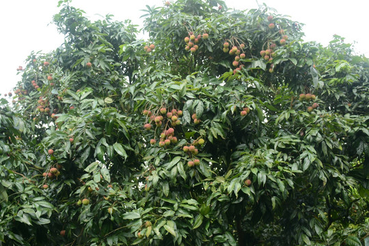 荔枝