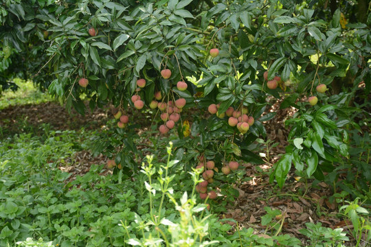 荔枝