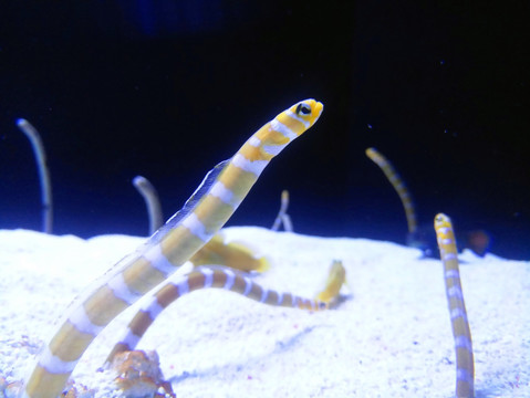 蛇鱼 海底观赏鱼