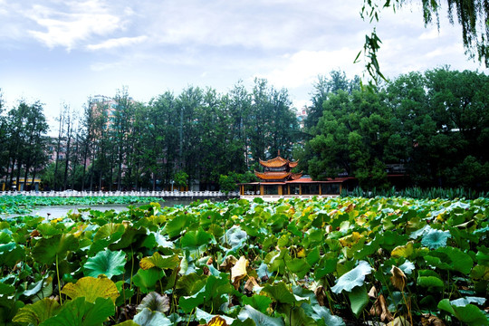 云南翠湖公园
