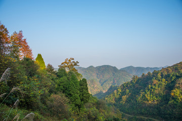 森林素材