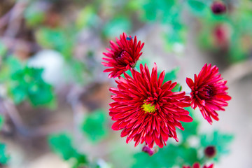 三朵菊花
