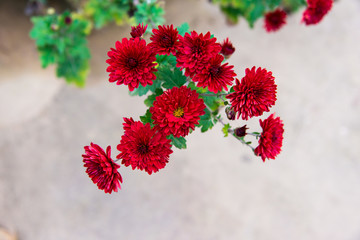 秋季菊花素材