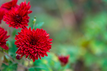 鲜艳菊花素材