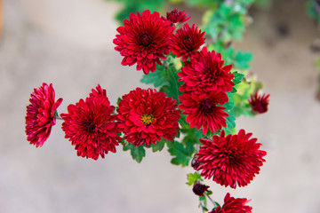 鲜艳菊花