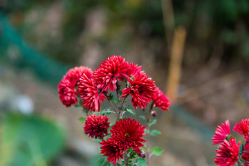 菊花素材