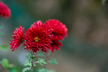 菊花摄影
