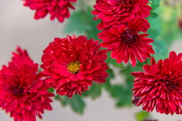 红菊花