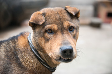 农村犬类
