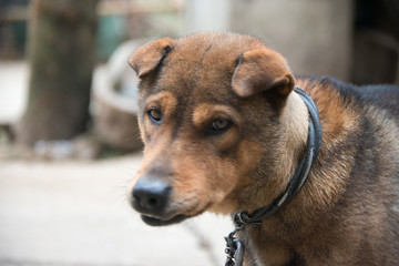农村犬素材