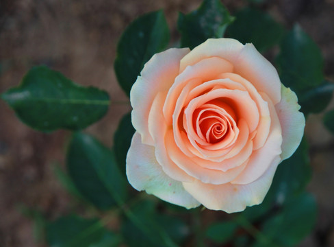 月菊