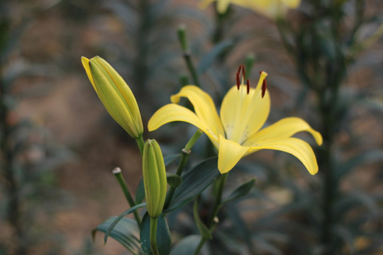 白合花