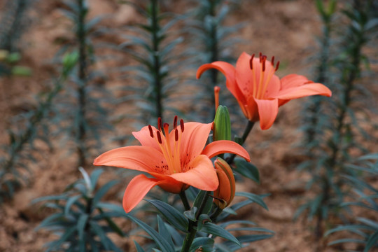 白合花