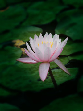 莲花