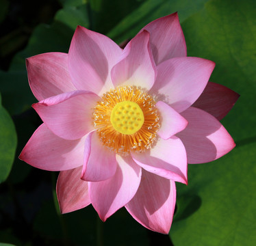 莲台荷花