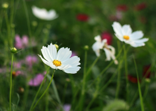 格桑花