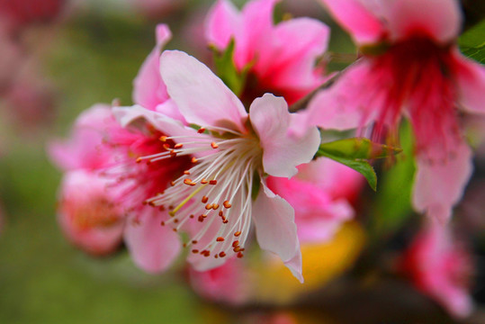 桃花